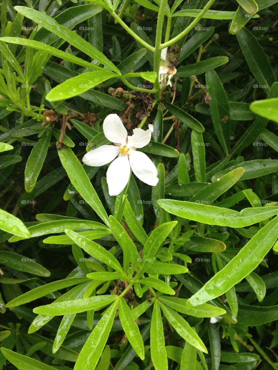 garden flower white plant by gsplan