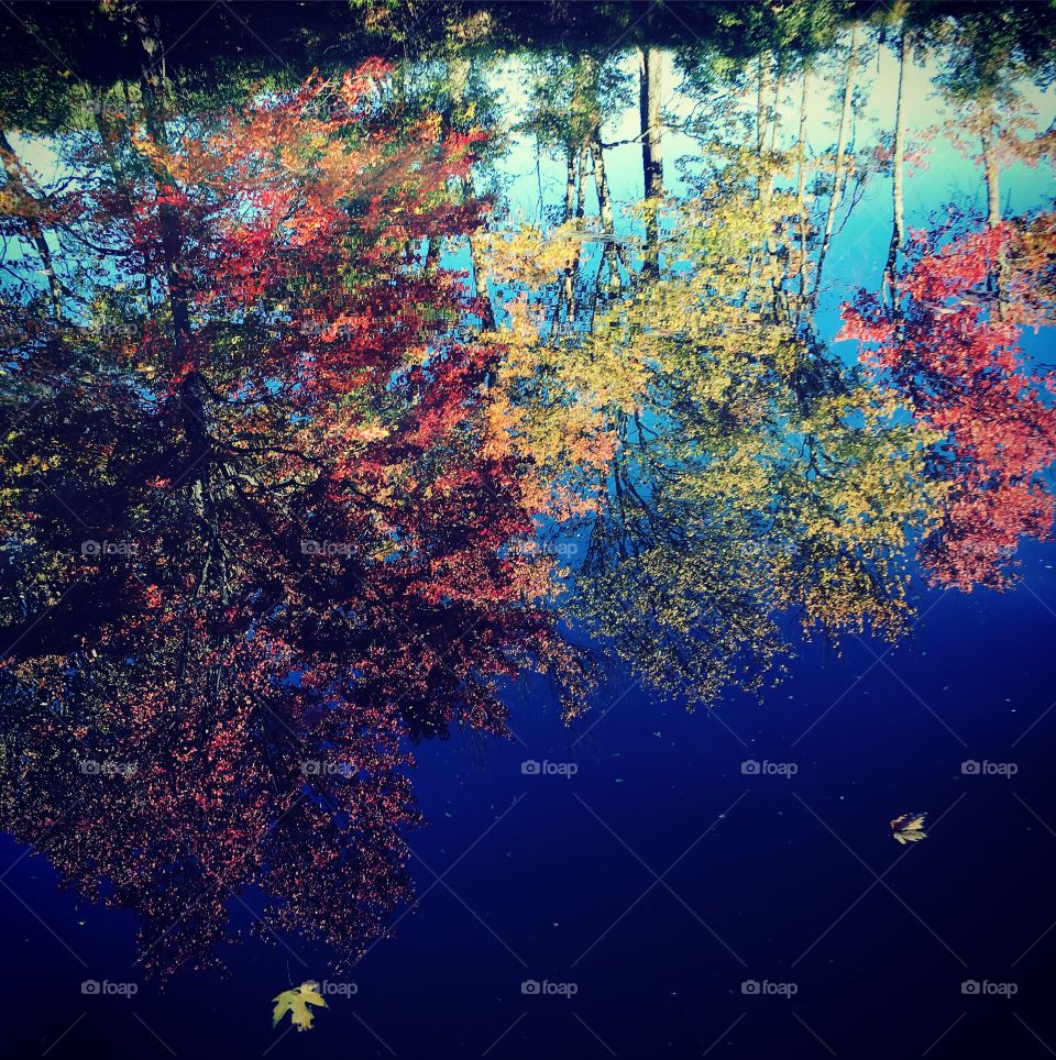 Reflection in the water with floating leaf