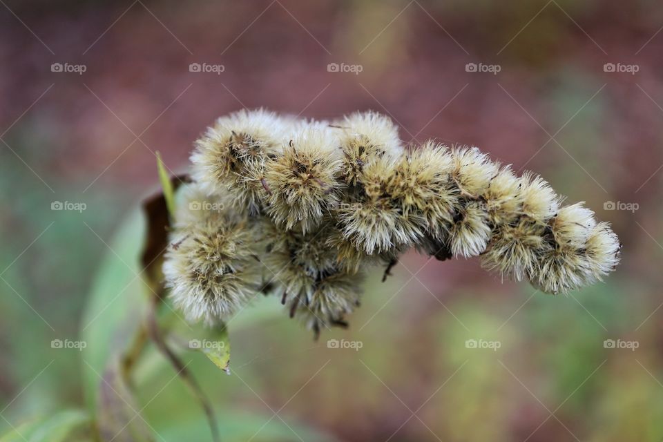 Dried plant