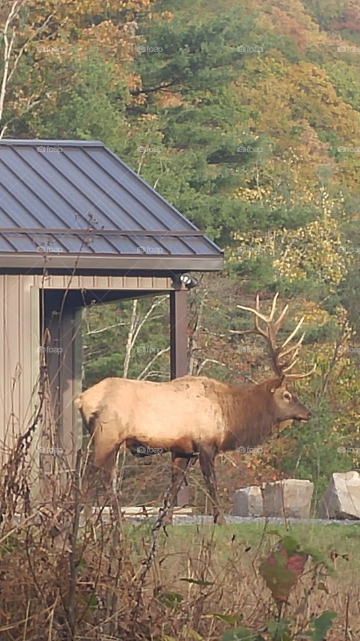 close up on Bull Elk
