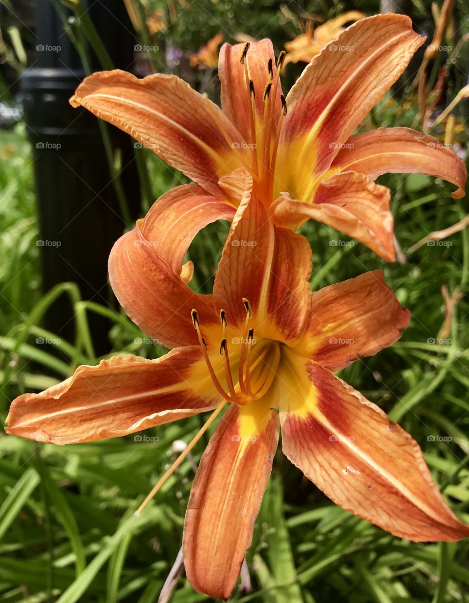 Tiger Lilly 