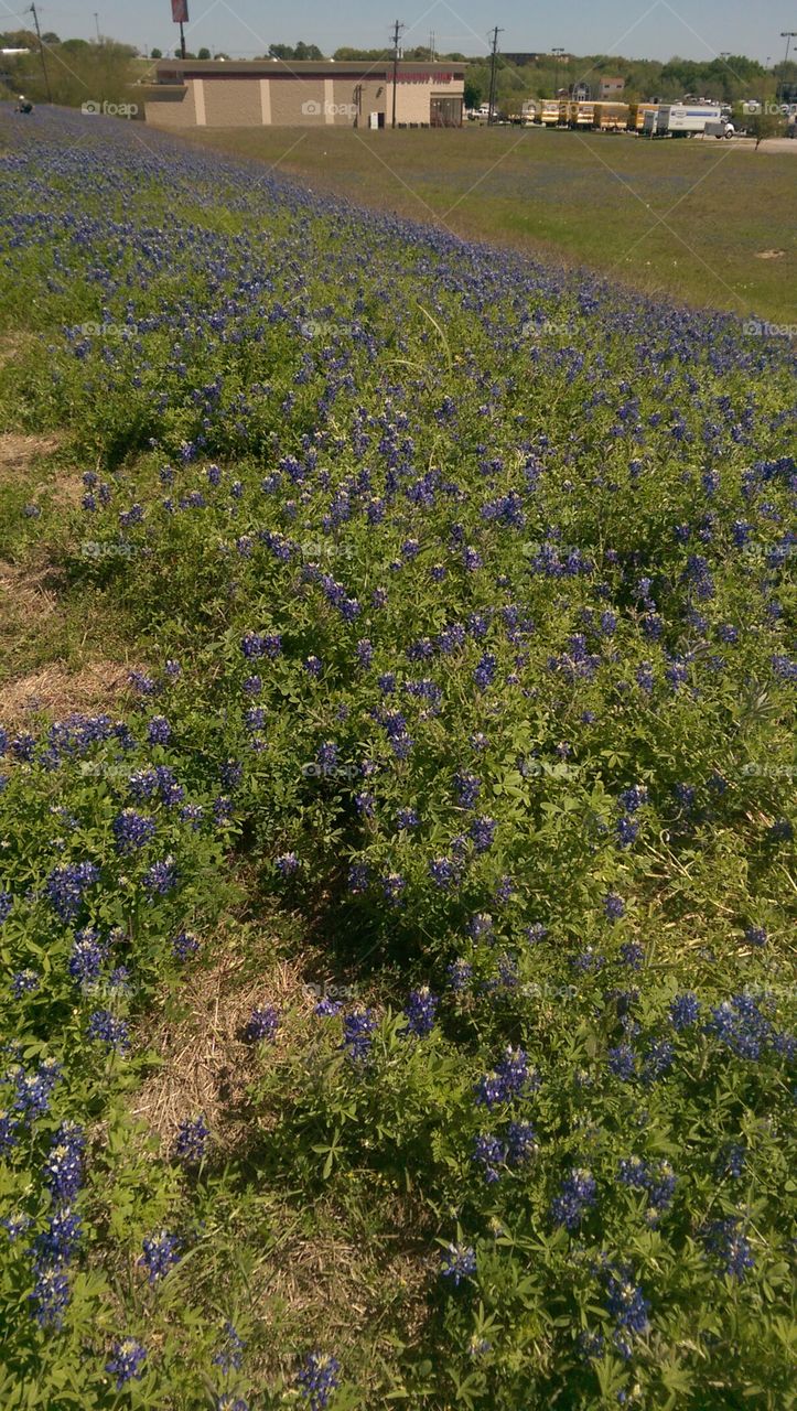 Bluebonnets everywhere.