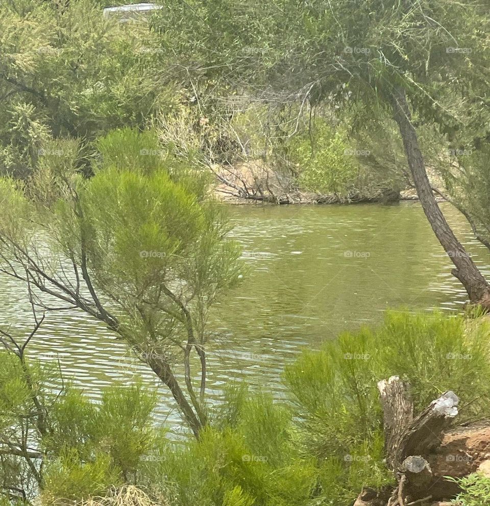 Lake and branches!!!