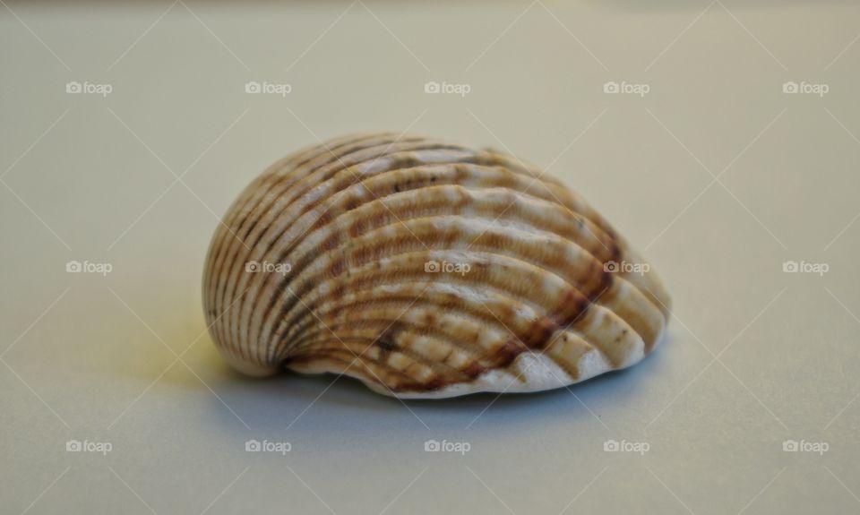 Sea shell against white background