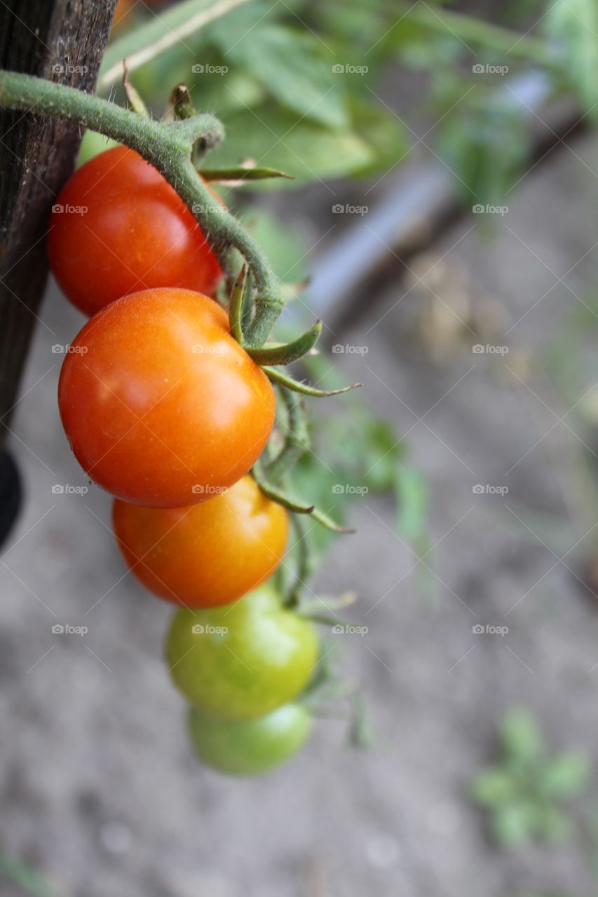 Tomato!!!. tomatos. .