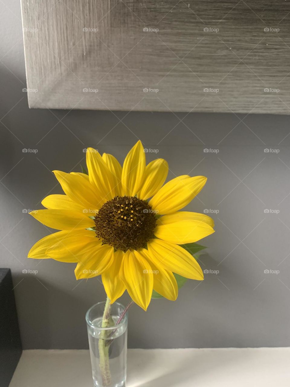 Sunflower yellow and grey backdrop