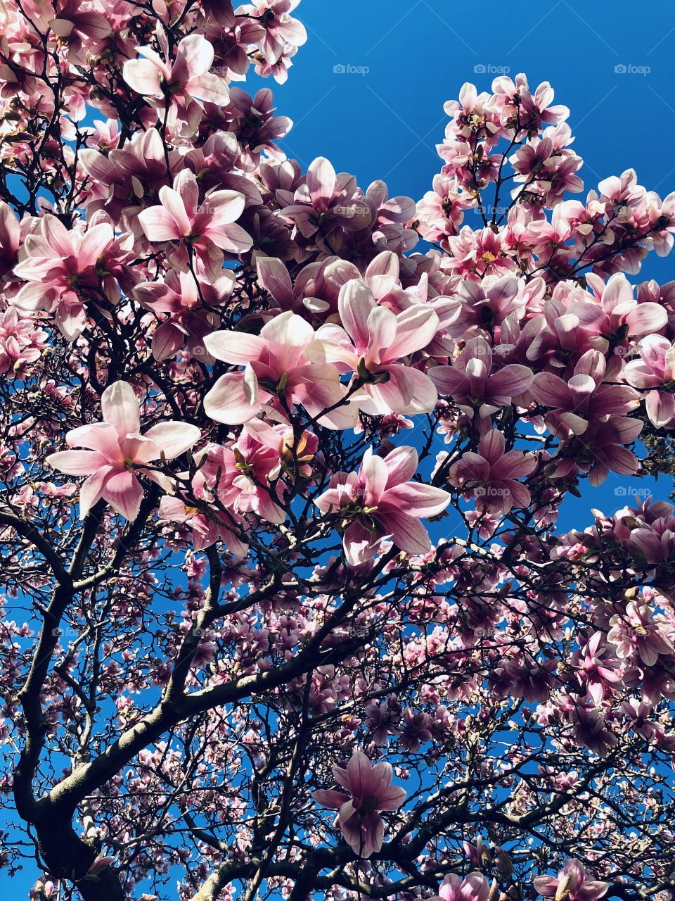 Pink Flowering trees in full bloom 