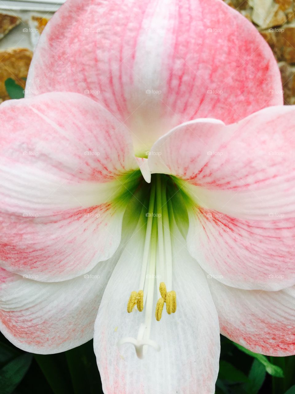 Peppermint striped flower