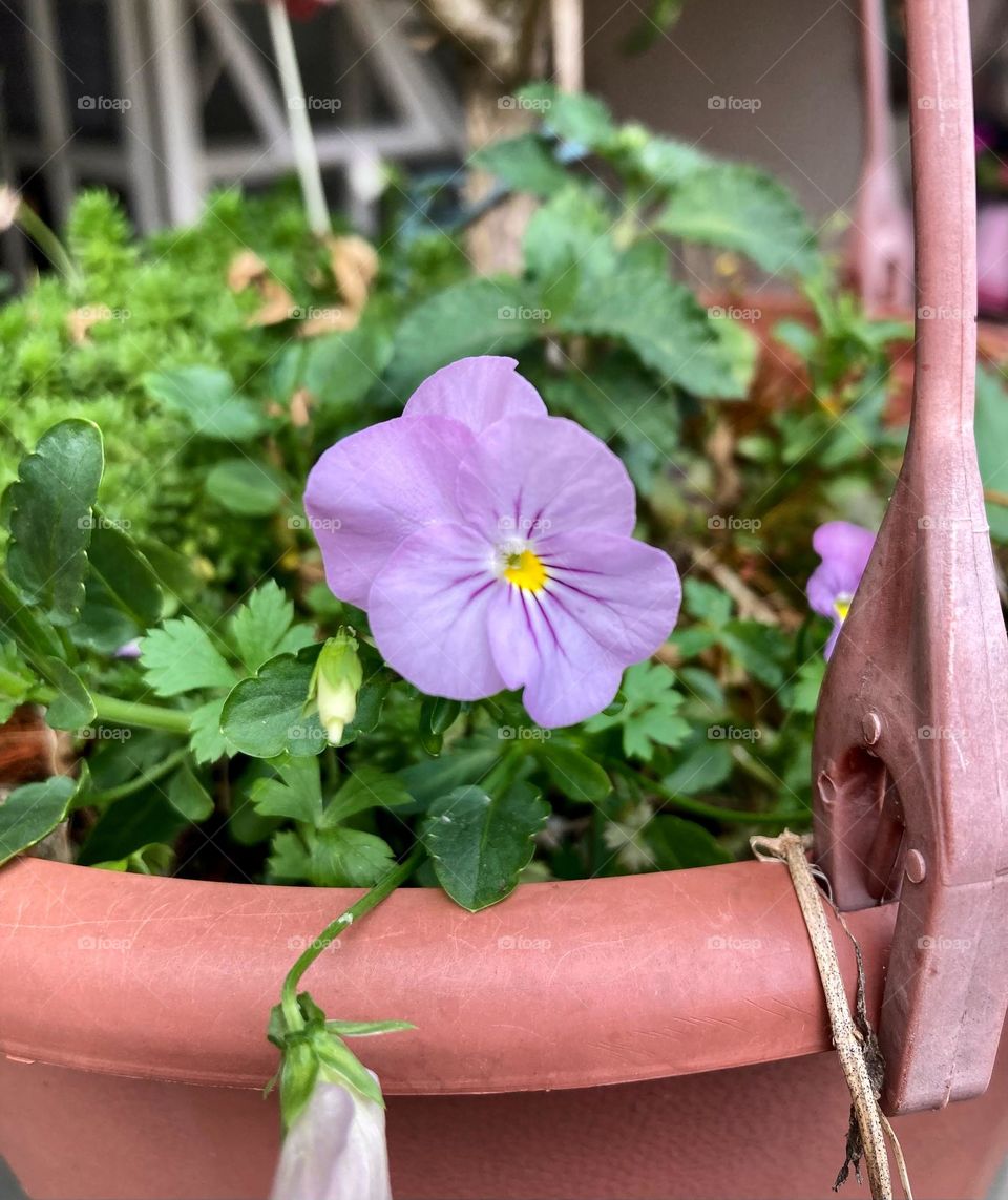 flor, flowers, foap, pétala, jardim, garden, mobgrafia, inspiration, fotografia, photooftheday, Brasil, nature, 