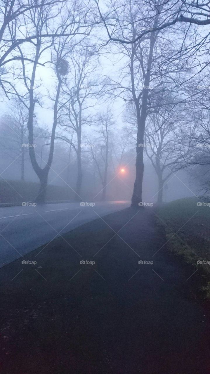 foggy streetlights