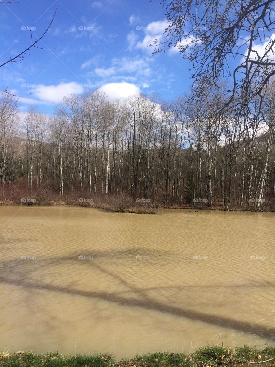 Bare trees in forest
