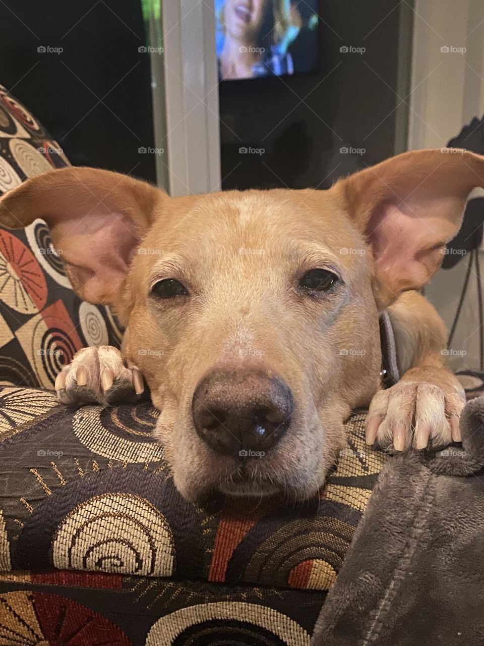 He’s Always Watching 🐾