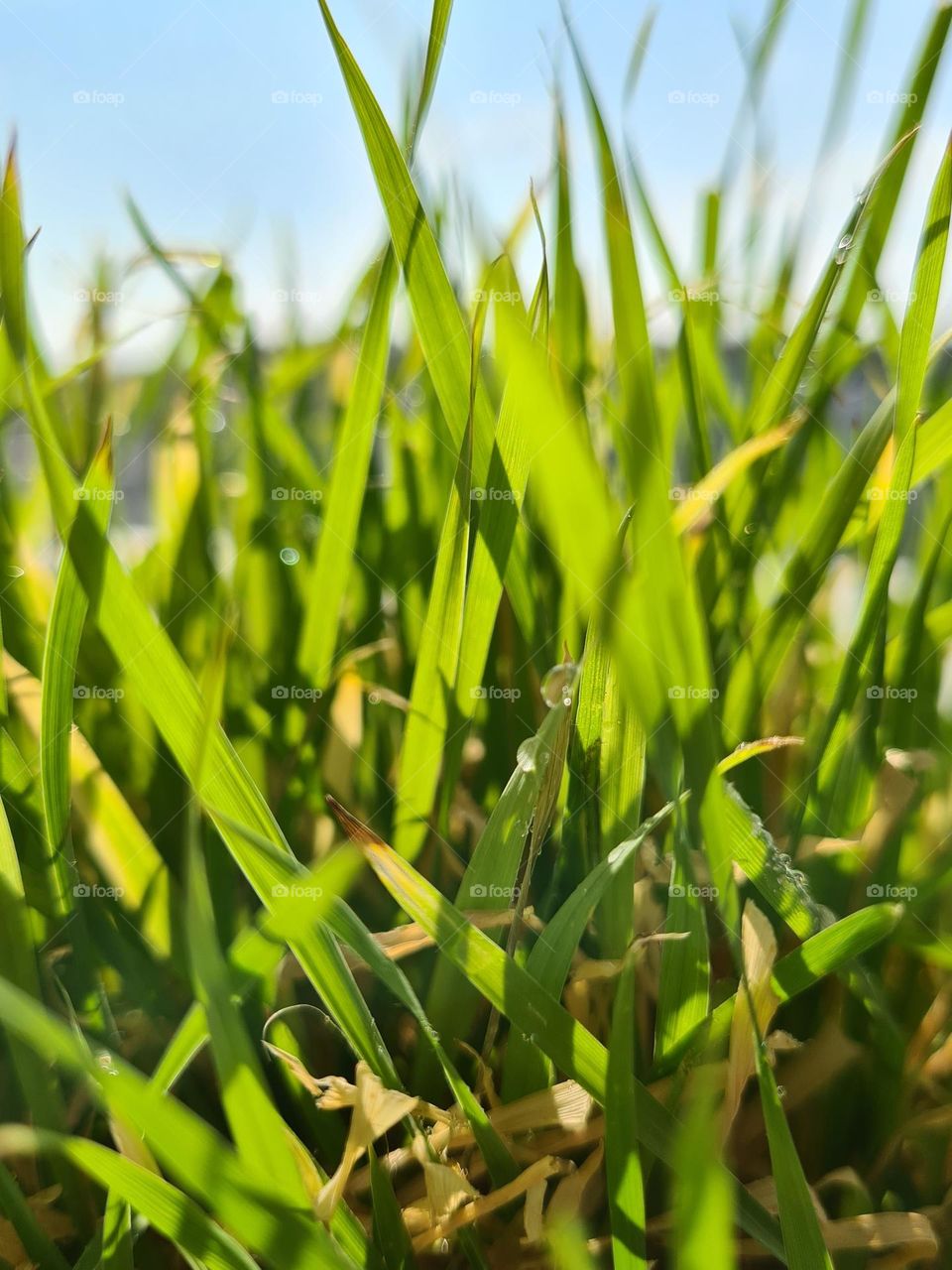 Grass maybe isn't something unusual but look at how pretty and colorful it can be.