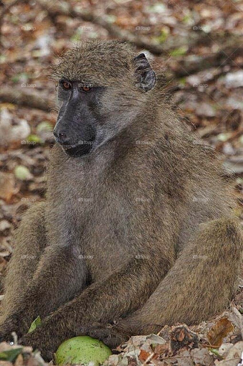 Baboon close up