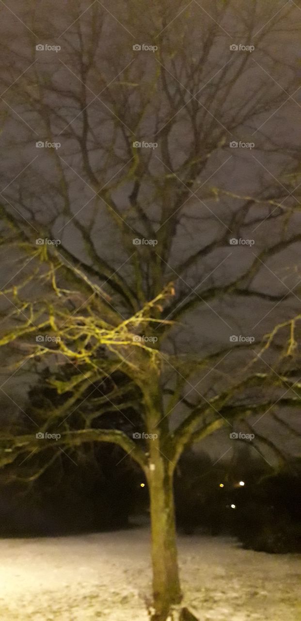 arbre au parc Barbieux