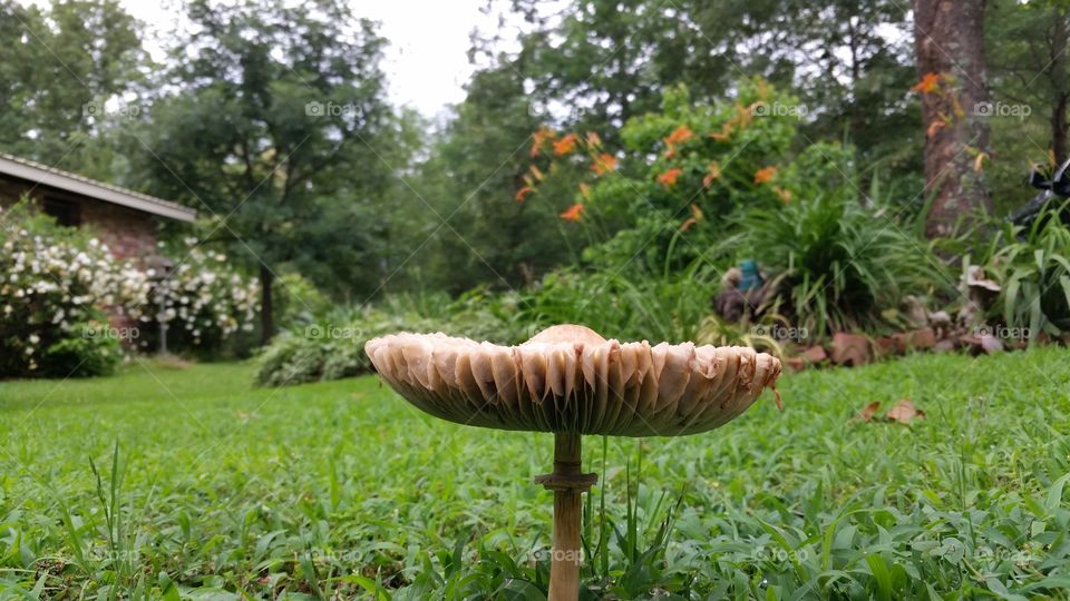 Mushrooms . Taken in Arkansas