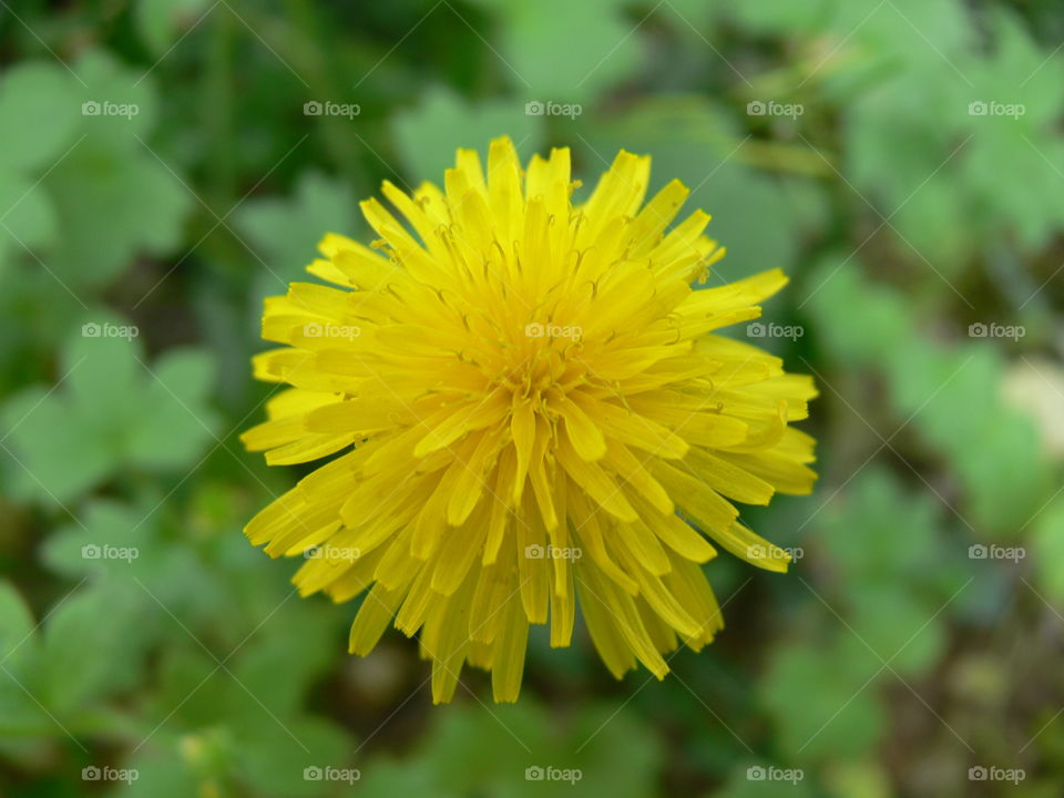a closeup pic of a colorful yellow dandelion flower in a garden in springtime