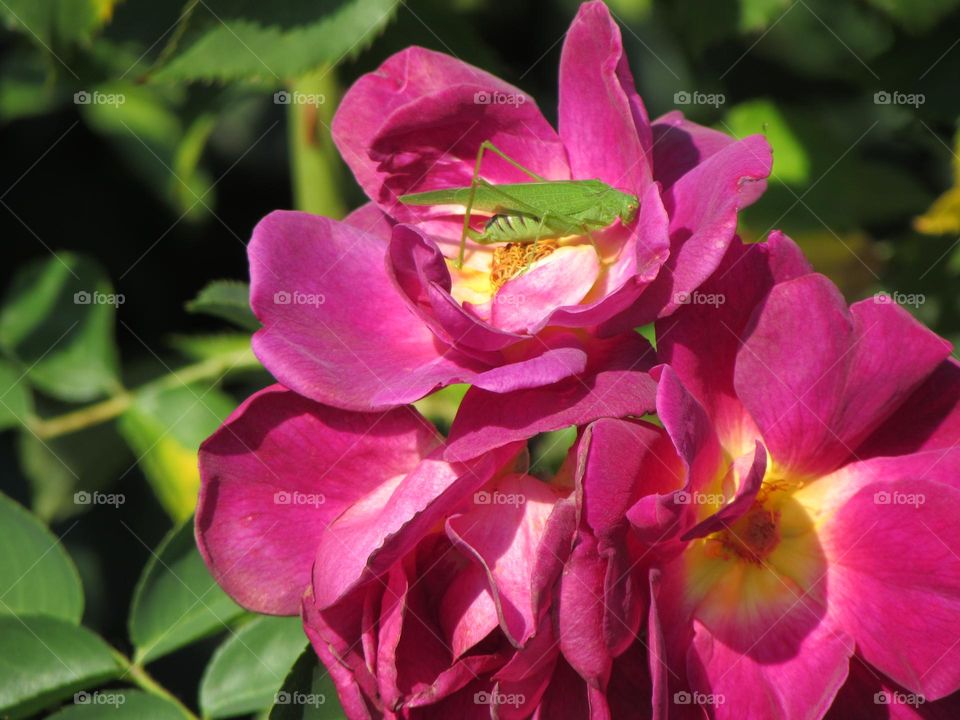 Roses and insect