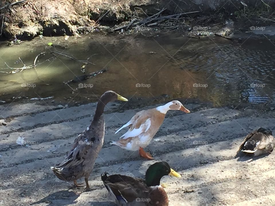 Small group of geese near lake