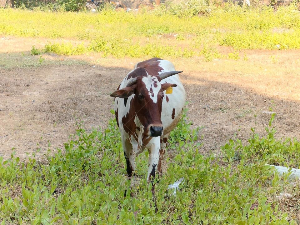 Cow Picture, Photography of Cow, the poor cow