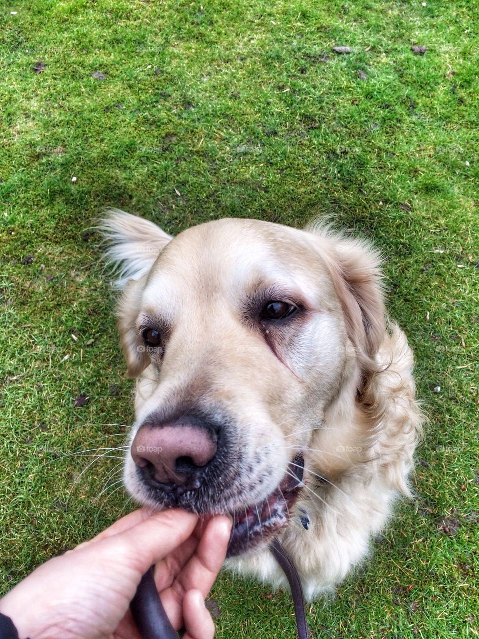 Nocas - Golden Retriever