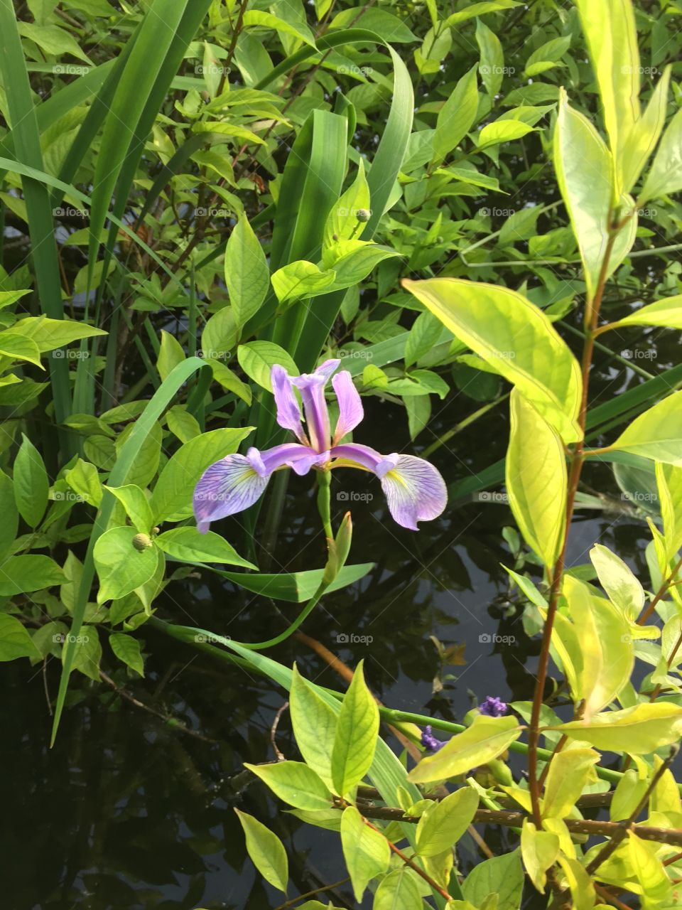 Beautiful blue flag. Blue flag iris 