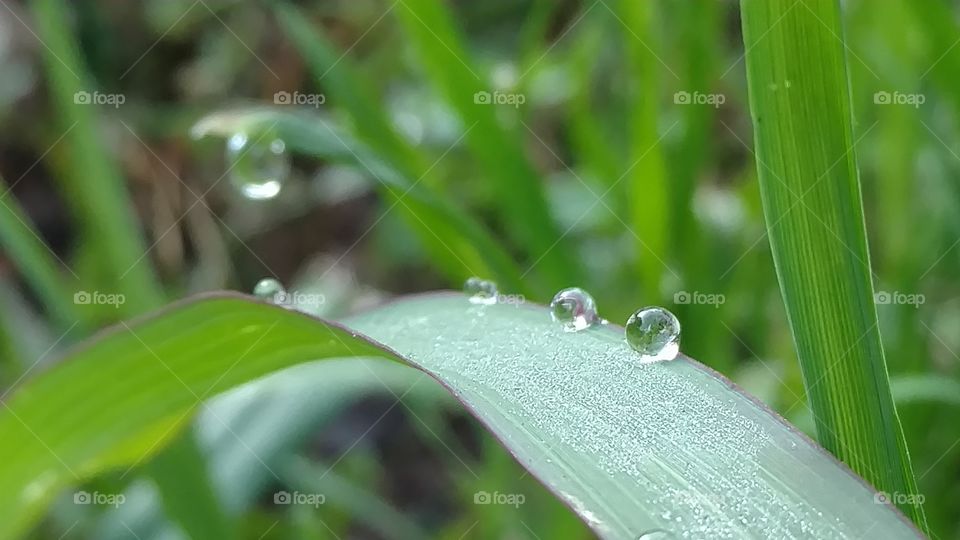 Dew, Rain, Leaf, Drop, Nature