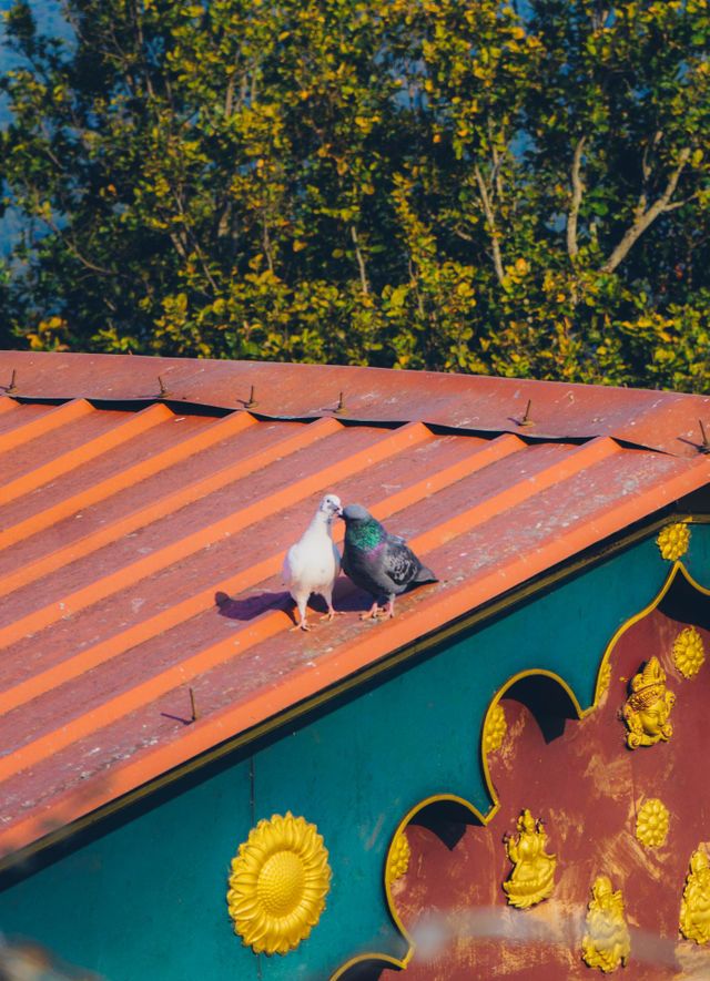 Lovebird kissing on the roof
