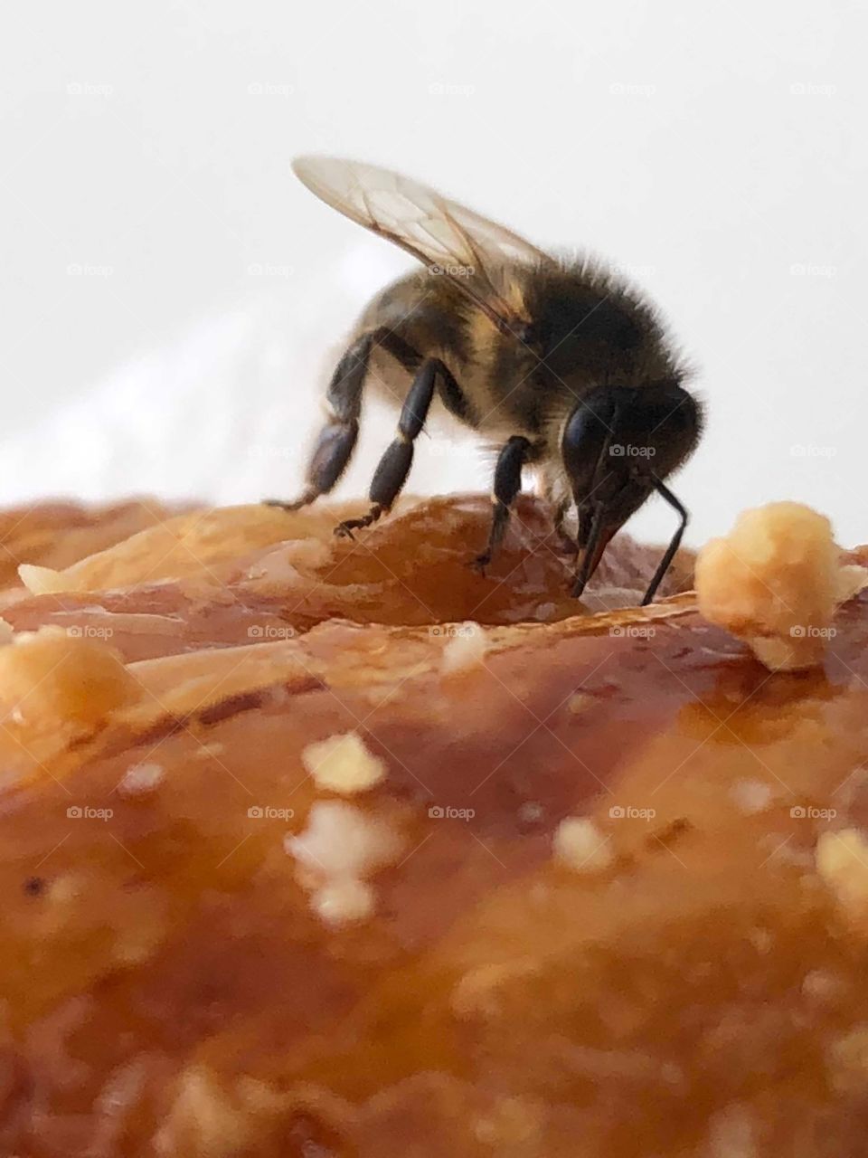 Bee honey 