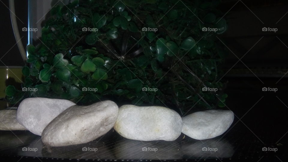 No Person, Food, Still Life, Rock, Leaf