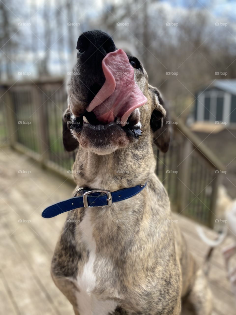 Senior Great Dane Licking her Chops 
