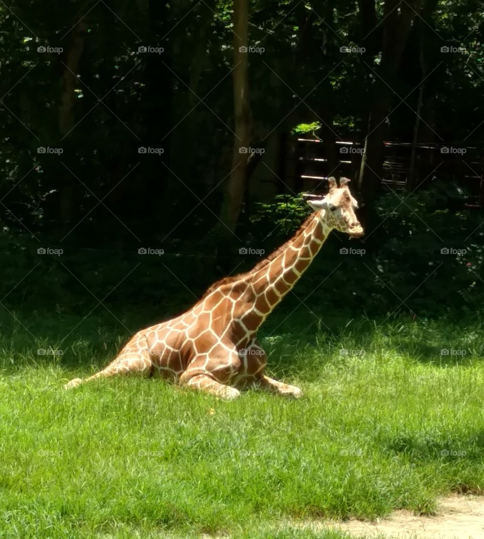 giraffe