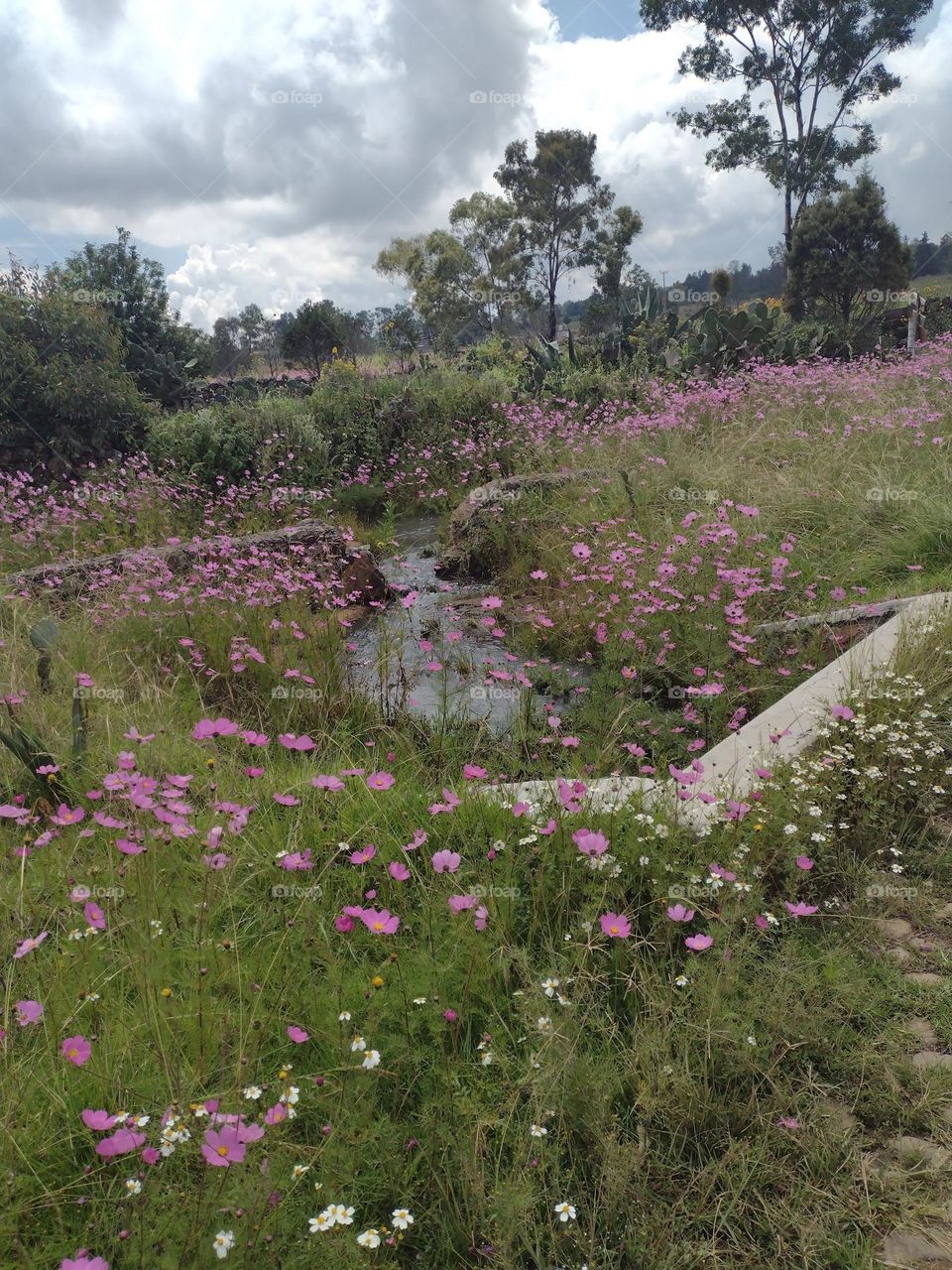 Rio con hermosas flores silvestres