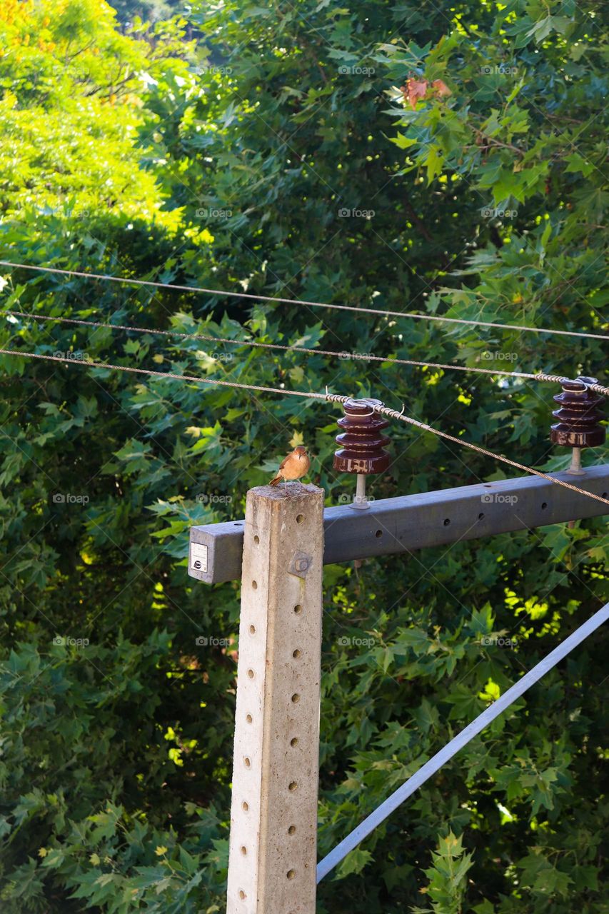 João de Barro no poste. Pássaro brasileiro.