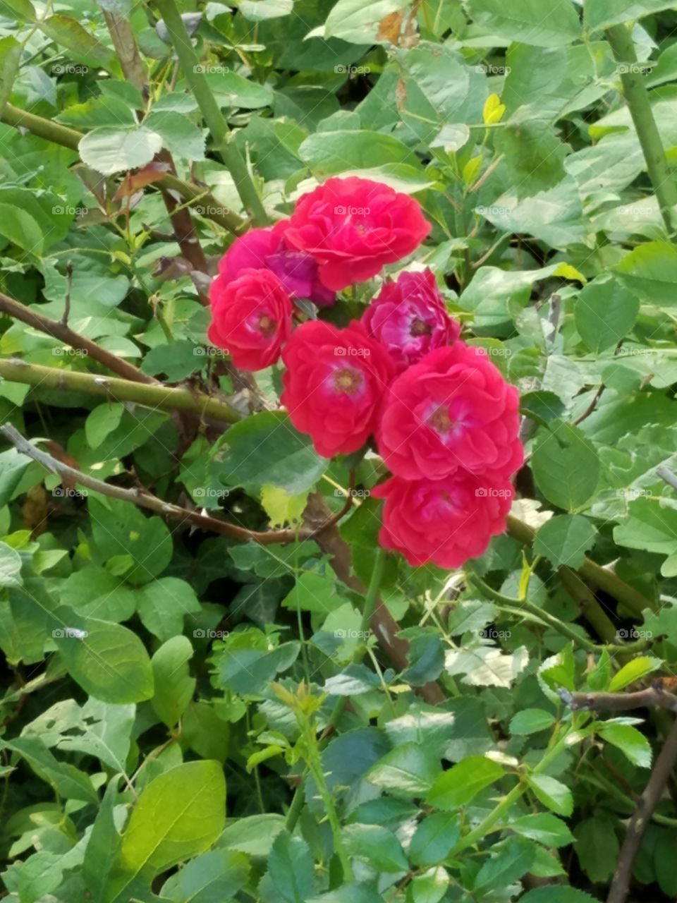 wild red roses