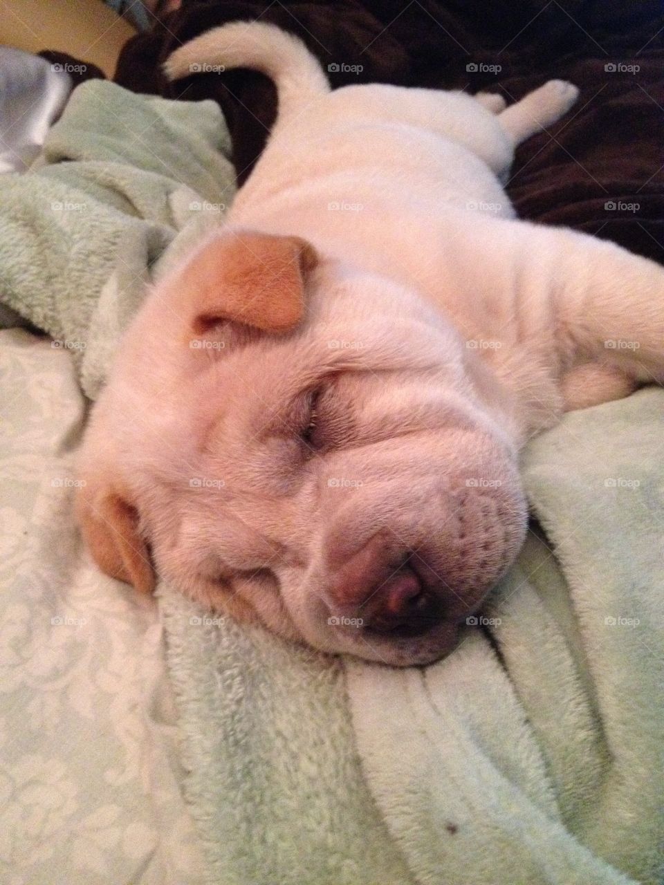 Close up of cream colored shar pei dog curled up sleeping.
