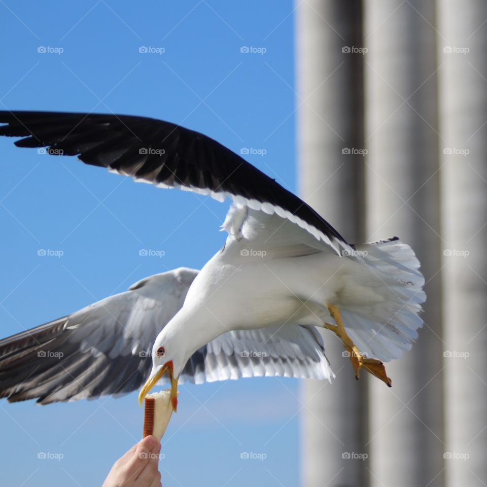 Sea gull