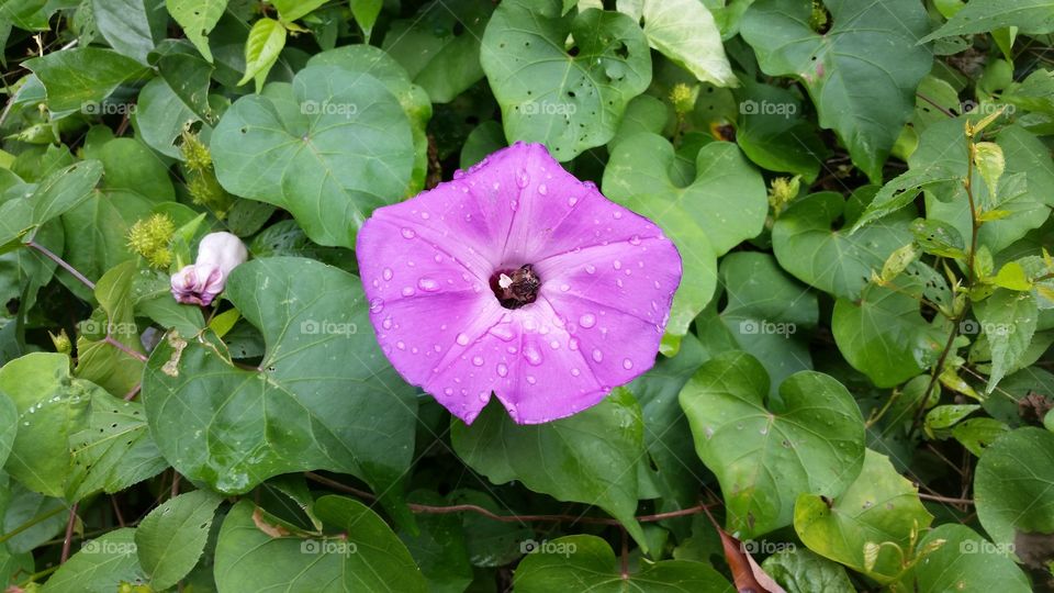 pretty purple flower in Mexico