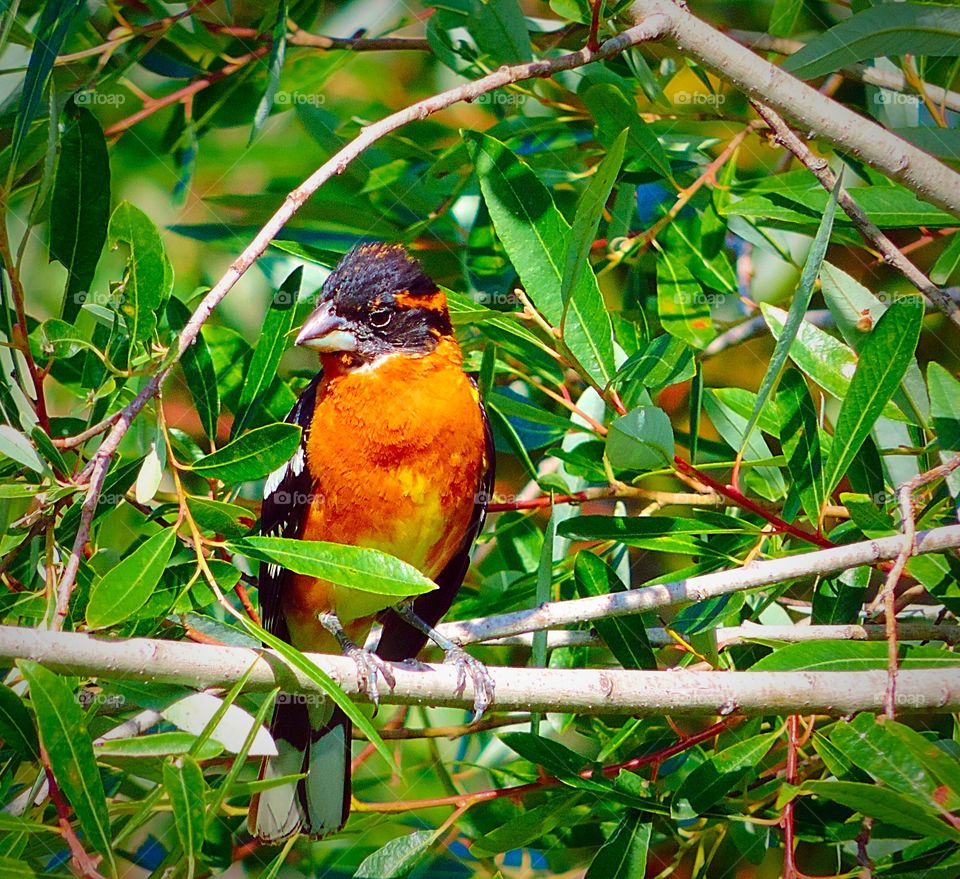Black- Headed Grosbeak