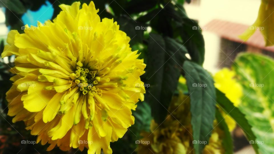 afternoon sun bright with mix  greenery... Flower of the summer. Adore the nature. Instant afternoon click with full focus zooming the inside beauty of the yellow flower. close shots along with perfect timing. Color mix of yellow and greenish.