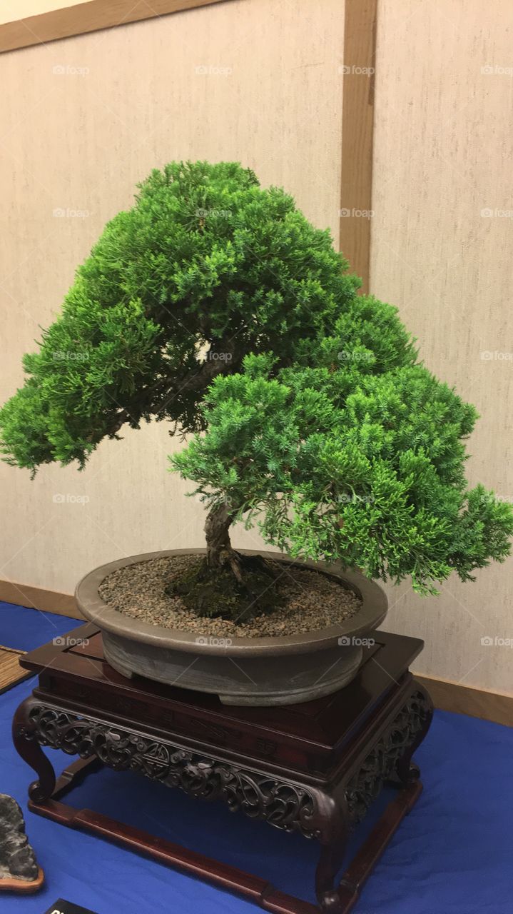 Bonsai tree 🌳