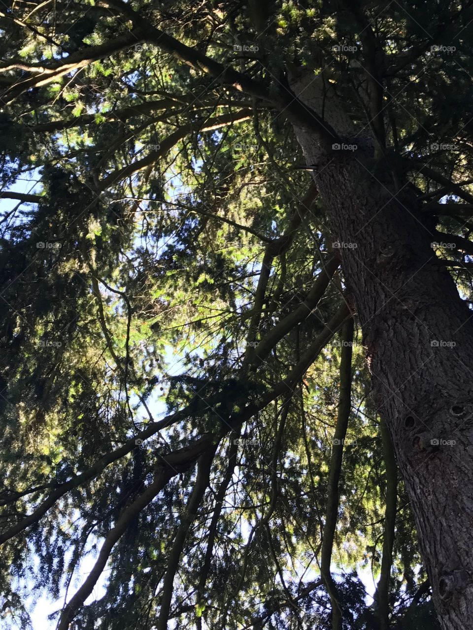 A sideways shot looking up into an evergreen