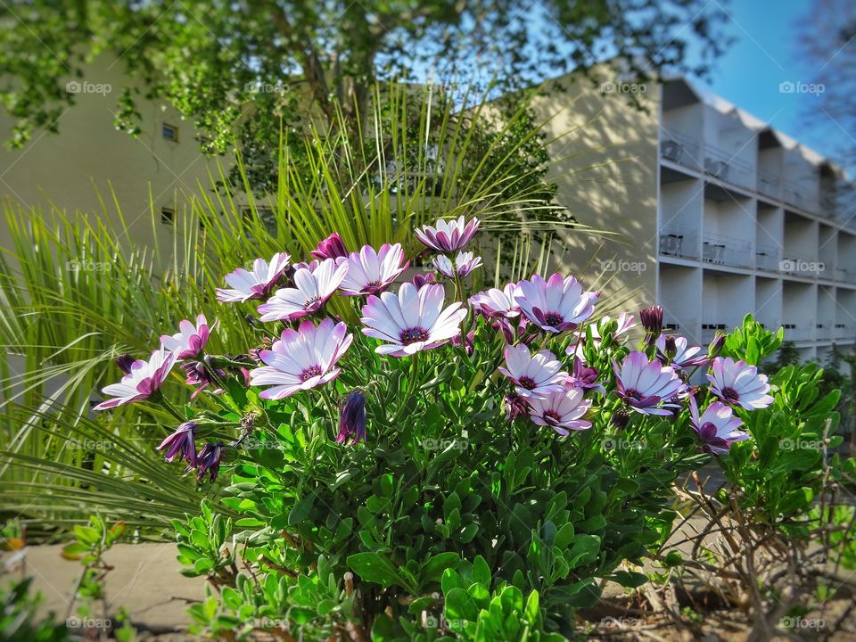 Sorrento Springtime 