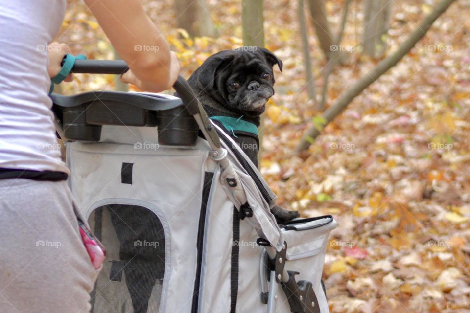 Little Black Pug in a Stroller