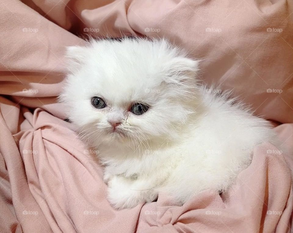 White is the lightest color and is achromatic (having no hue). It has been a staple of art, history, and culture for many eras. The white is all around us and adorn life.