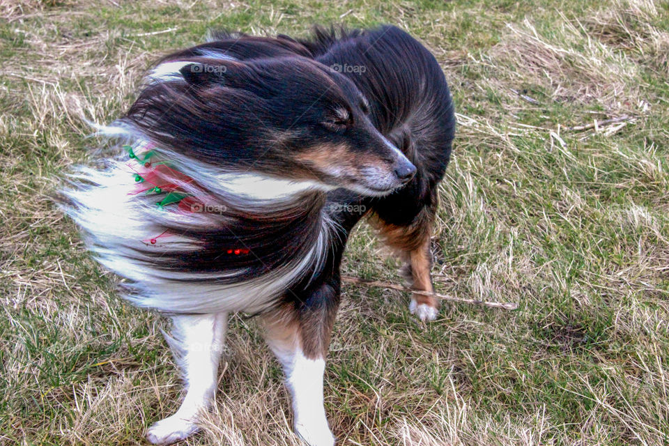 A windy day for a walk