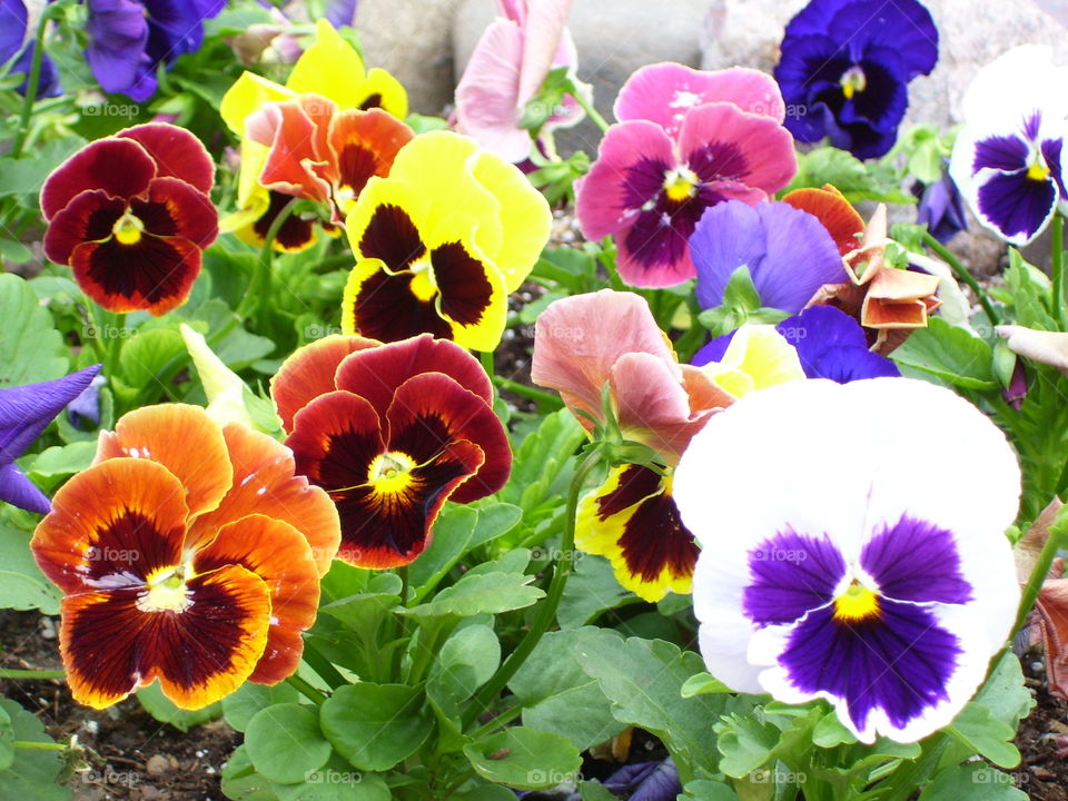 a pansy party