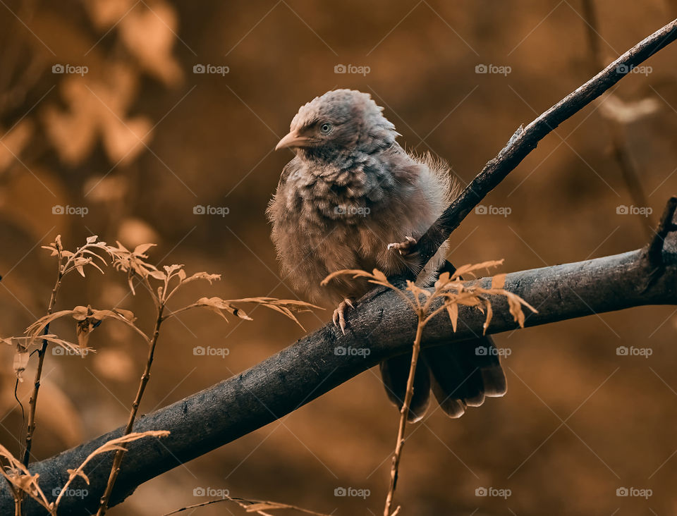 Bird photography  - babbler