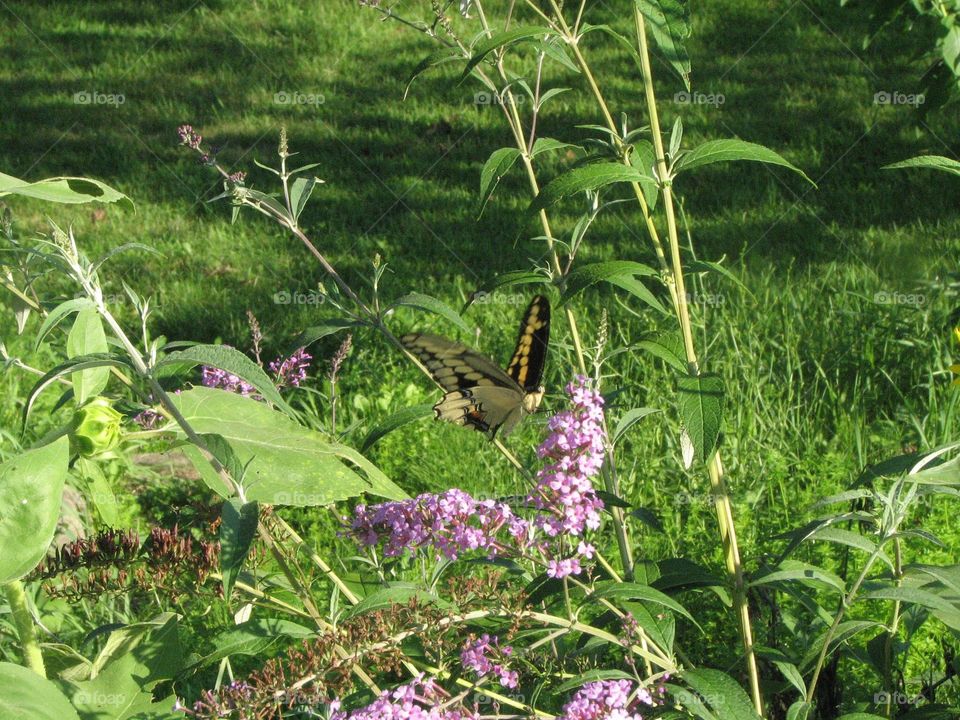 Butterfly on butterfly bushes, beautiful backyard flowers 