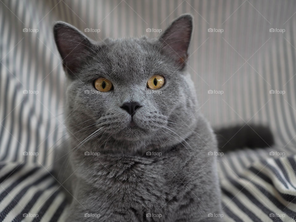 90 degree angle portrait head short of beautiful male 8 months British shorthair blue gray cat with yellow green  eyes lying down on a sofa straight ahead to camera with striptease background